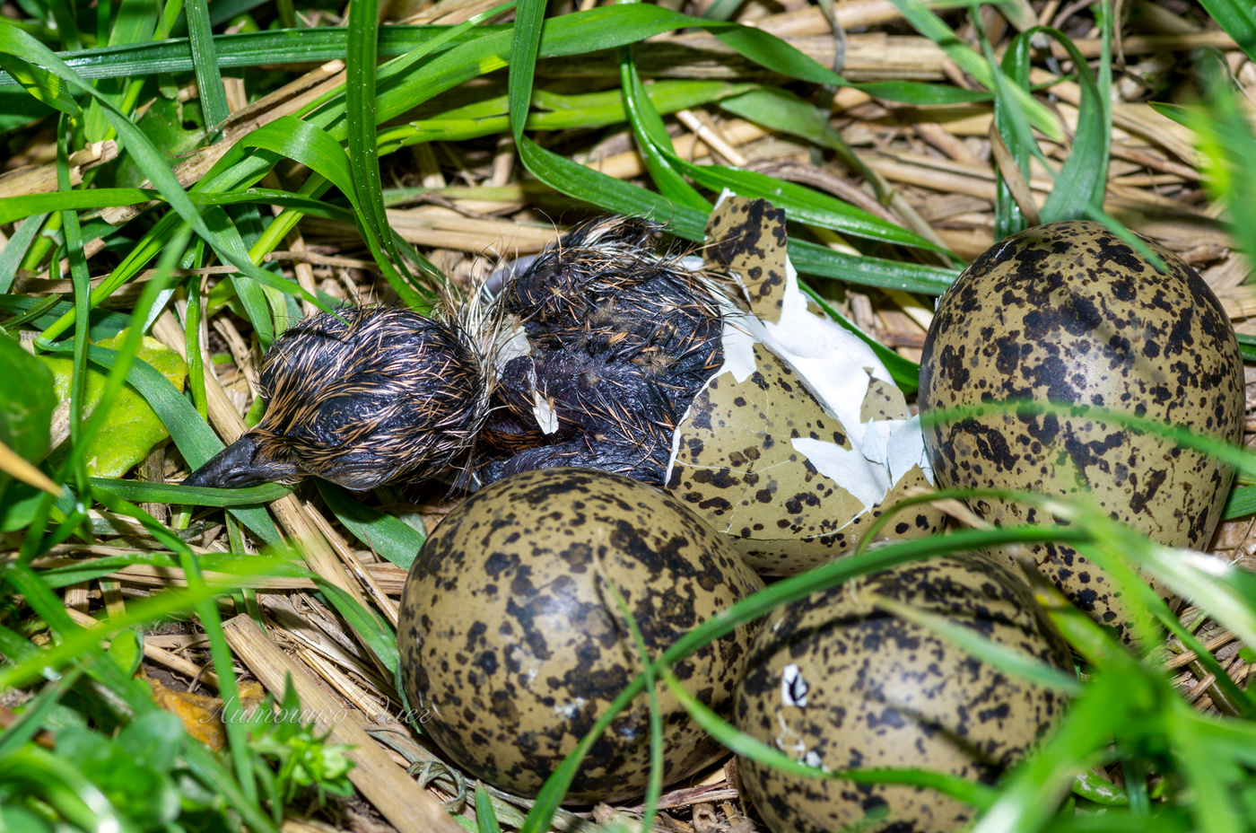 Чибис. Вылупление птенца.