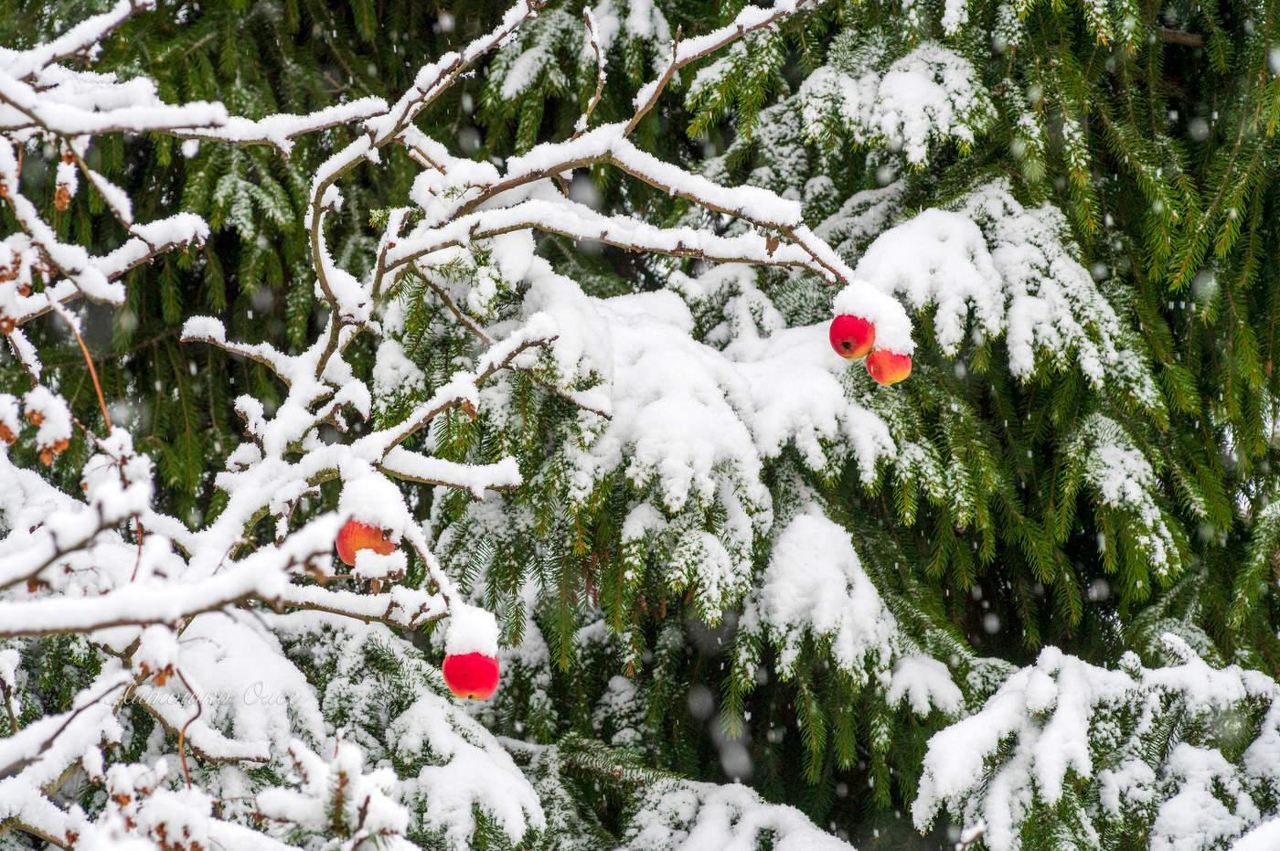 Последние яблоки.