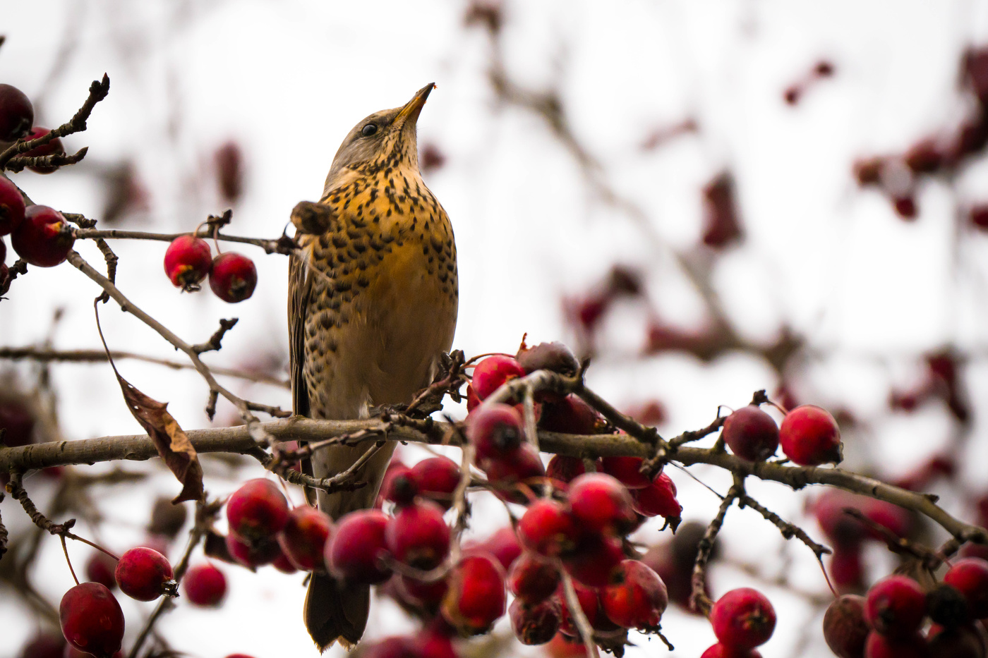 Дрозд-рябинник
