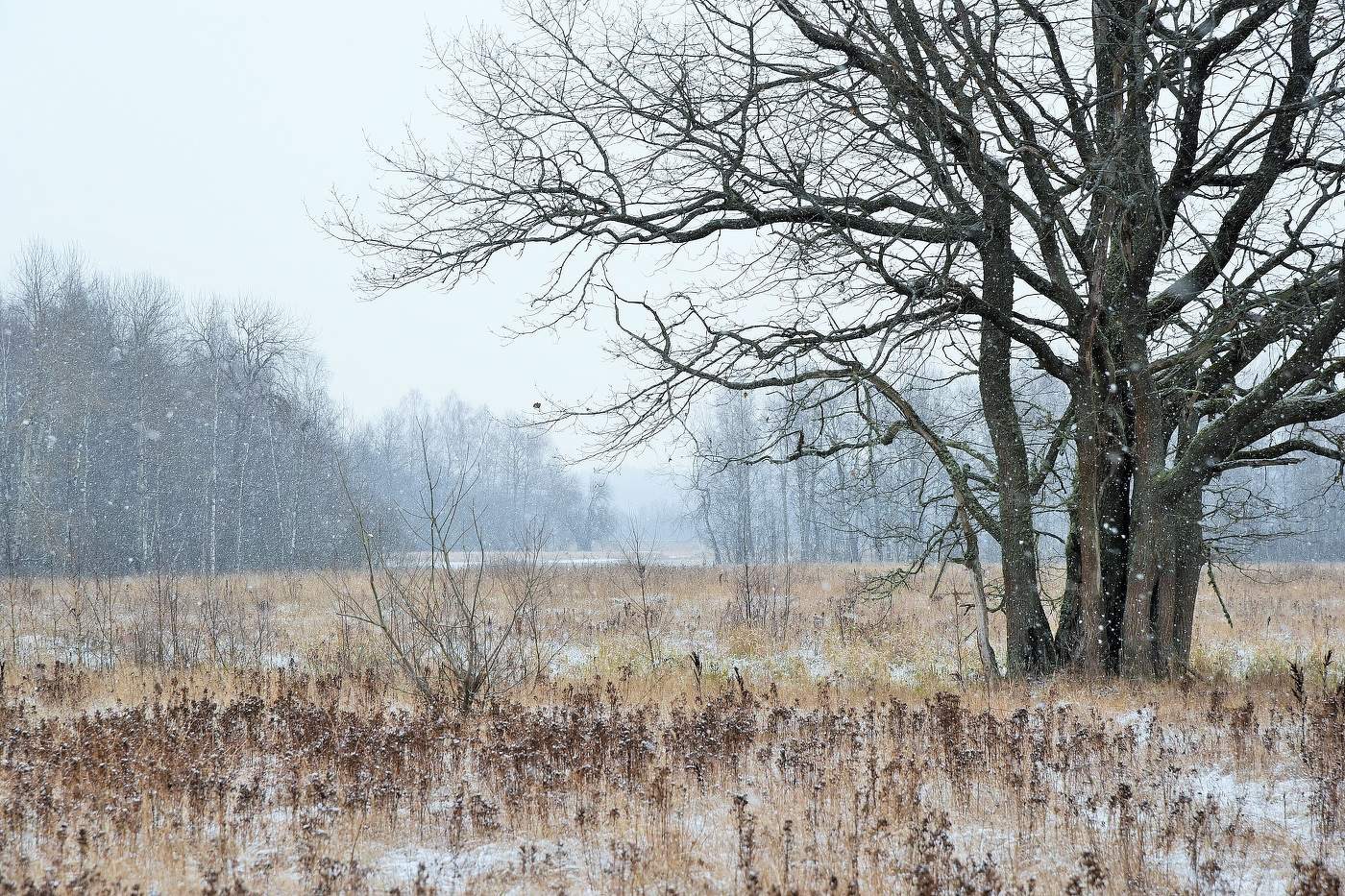 "Ноябрь - это время обнаженности ..."