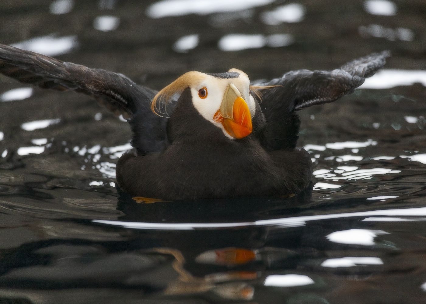 Широкофюзеляжный эйрбас на взлёте