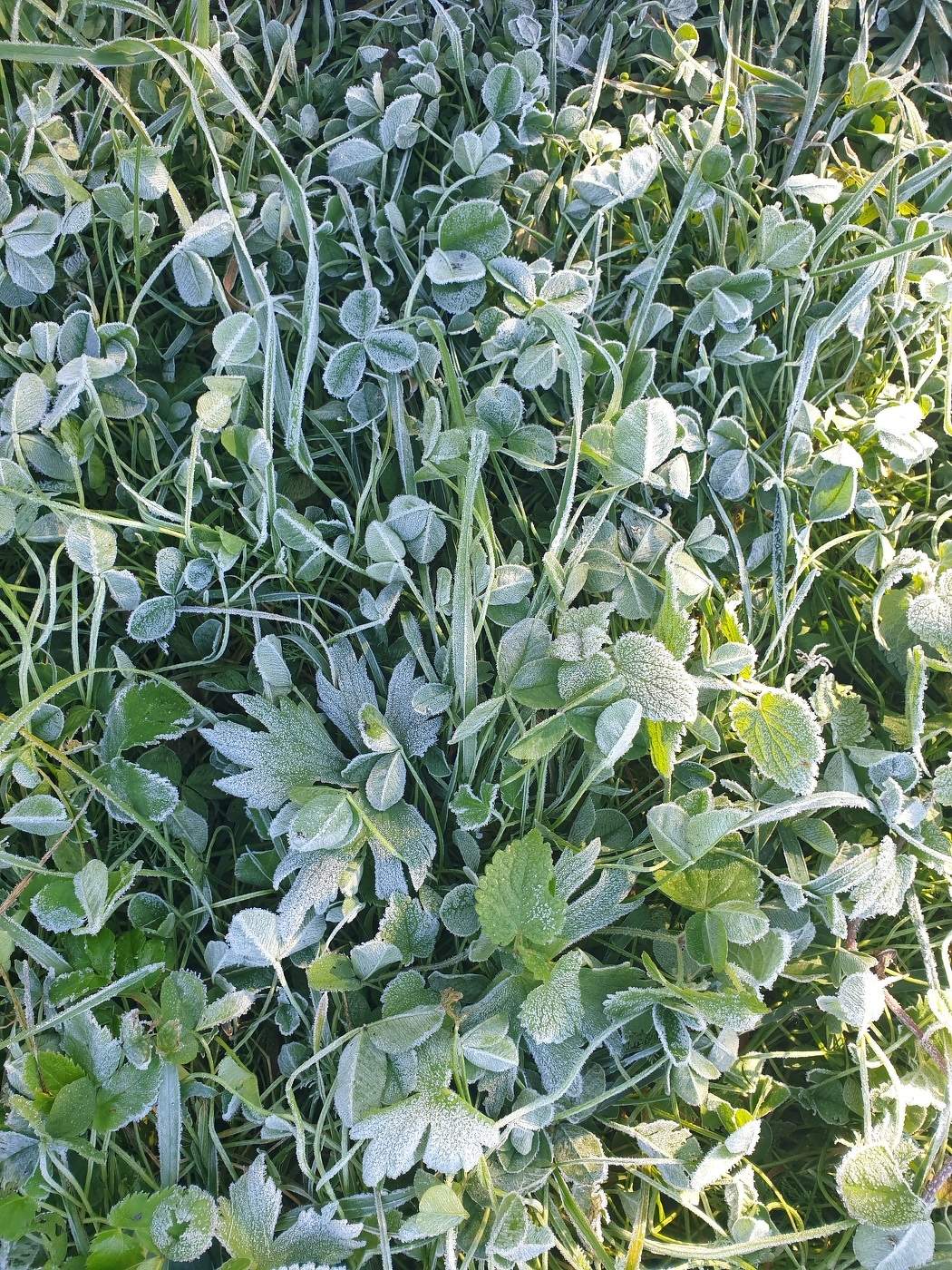 Последний шанс Лета