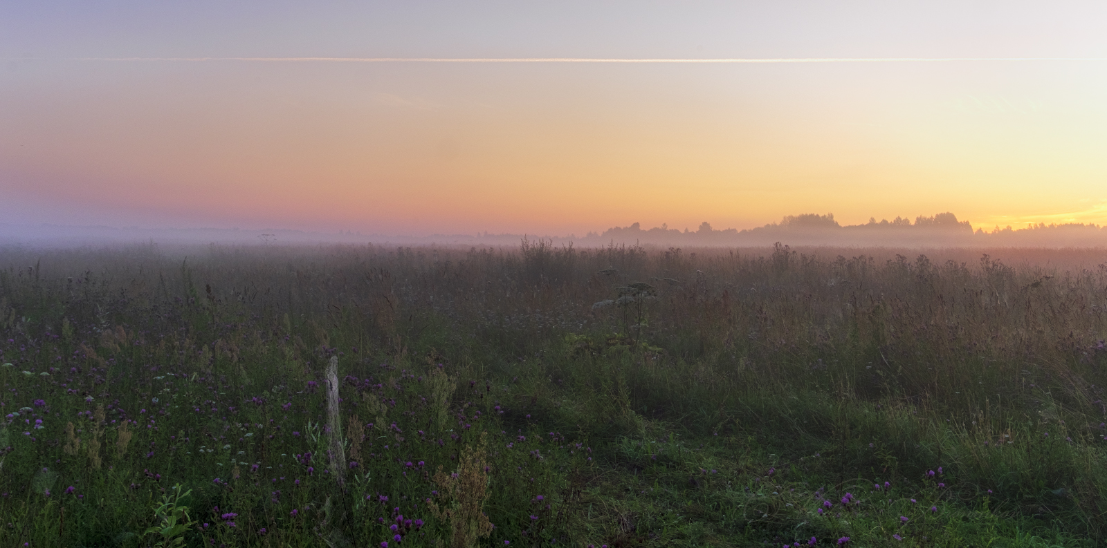 Утро в поле
