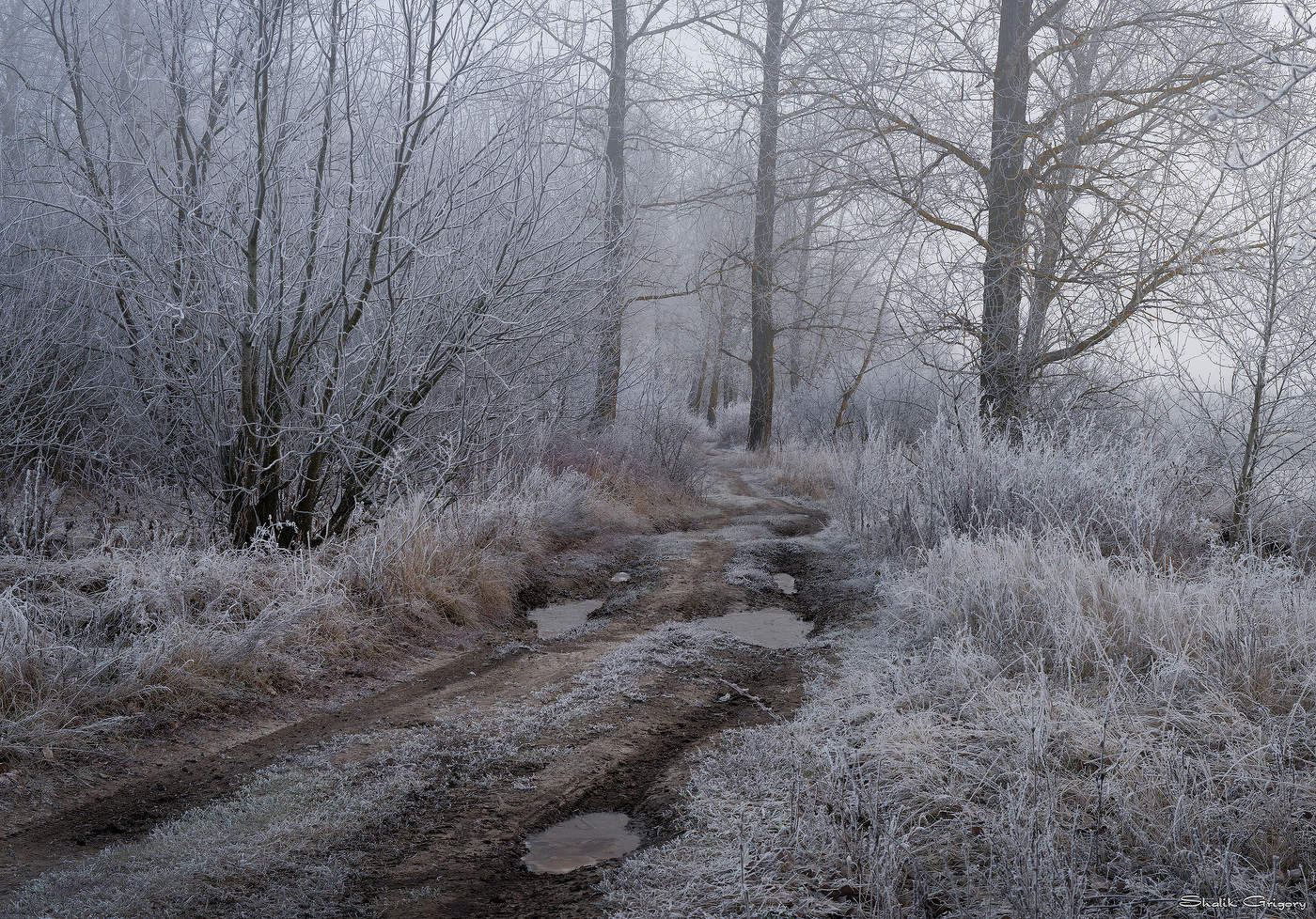 Лесная дорога