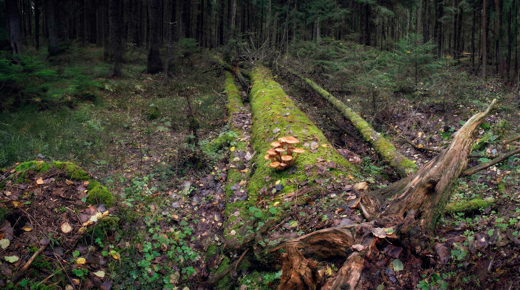 Лесная зарисовка