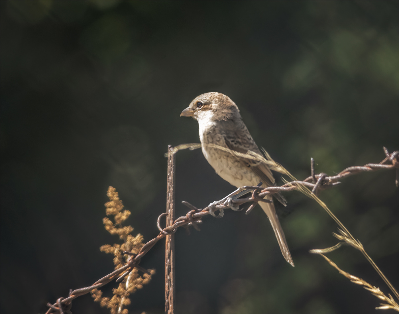 Сорокопут (самочка)
