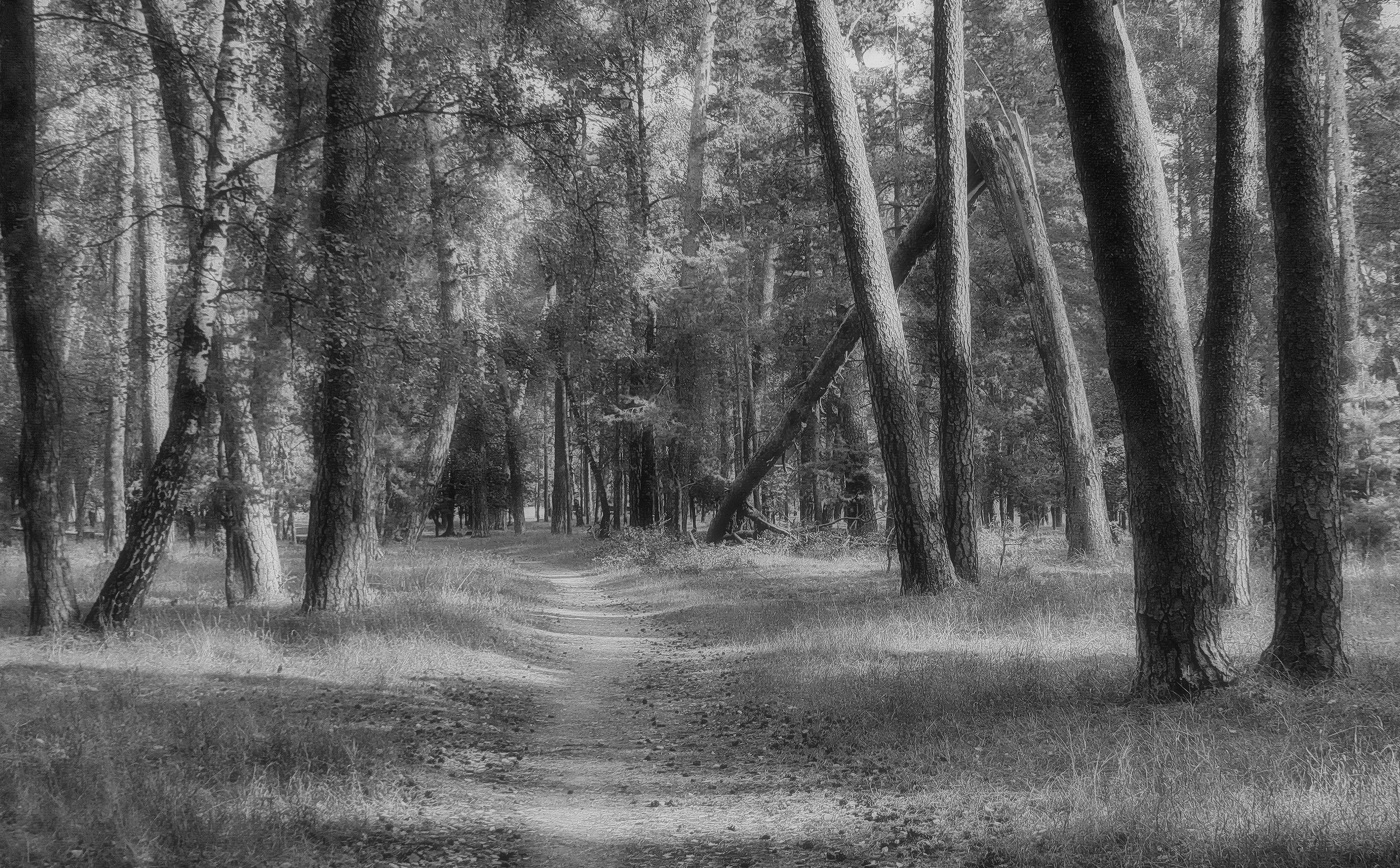 Полдень в городском бору