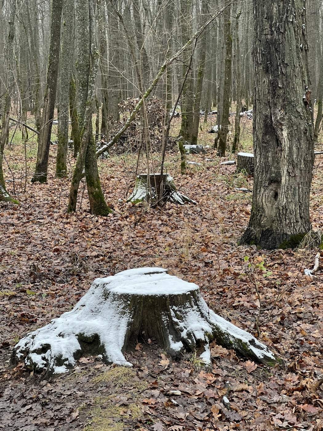 Первые заморозки