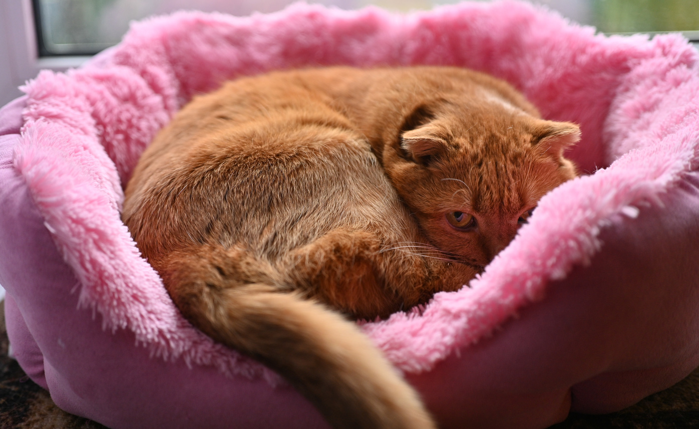 Моя прелесть