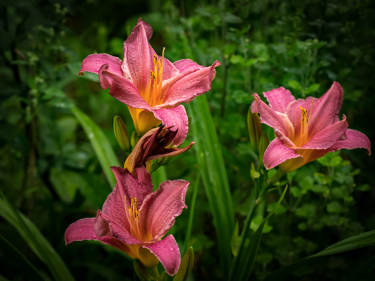 Лилейник в саду