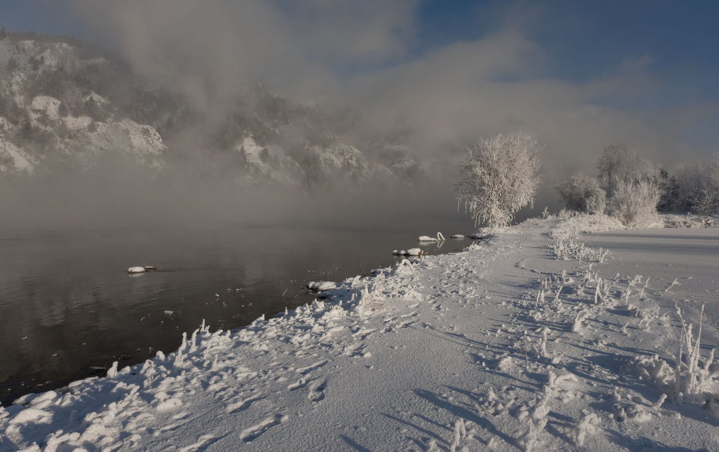 Зимний лебедь