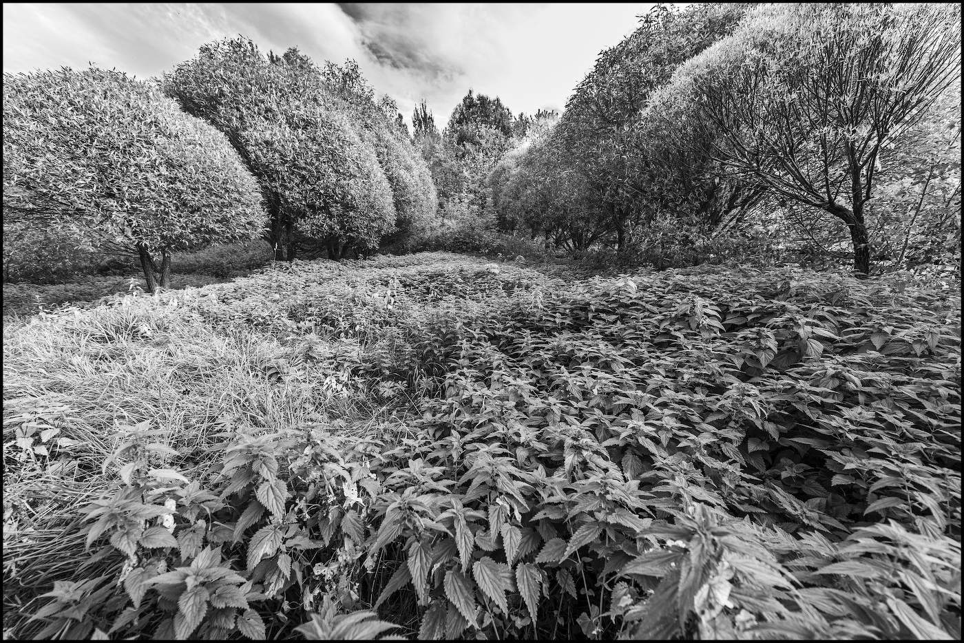 Крапивные волны