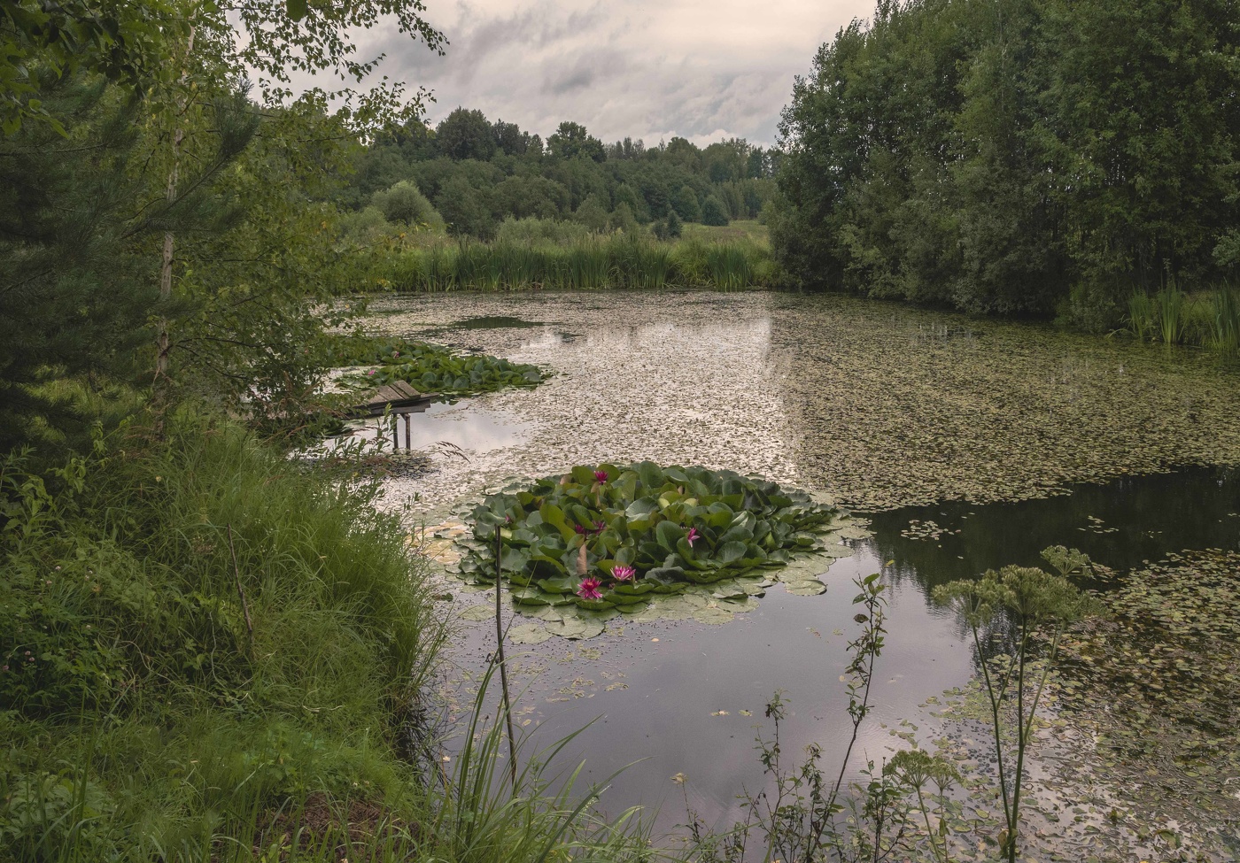 Утро на старом пруду