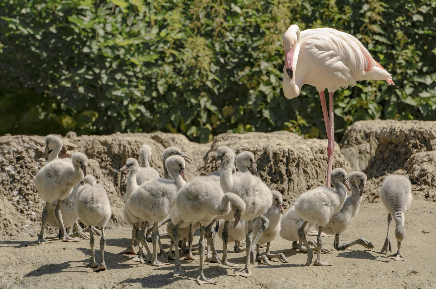 Детский сад