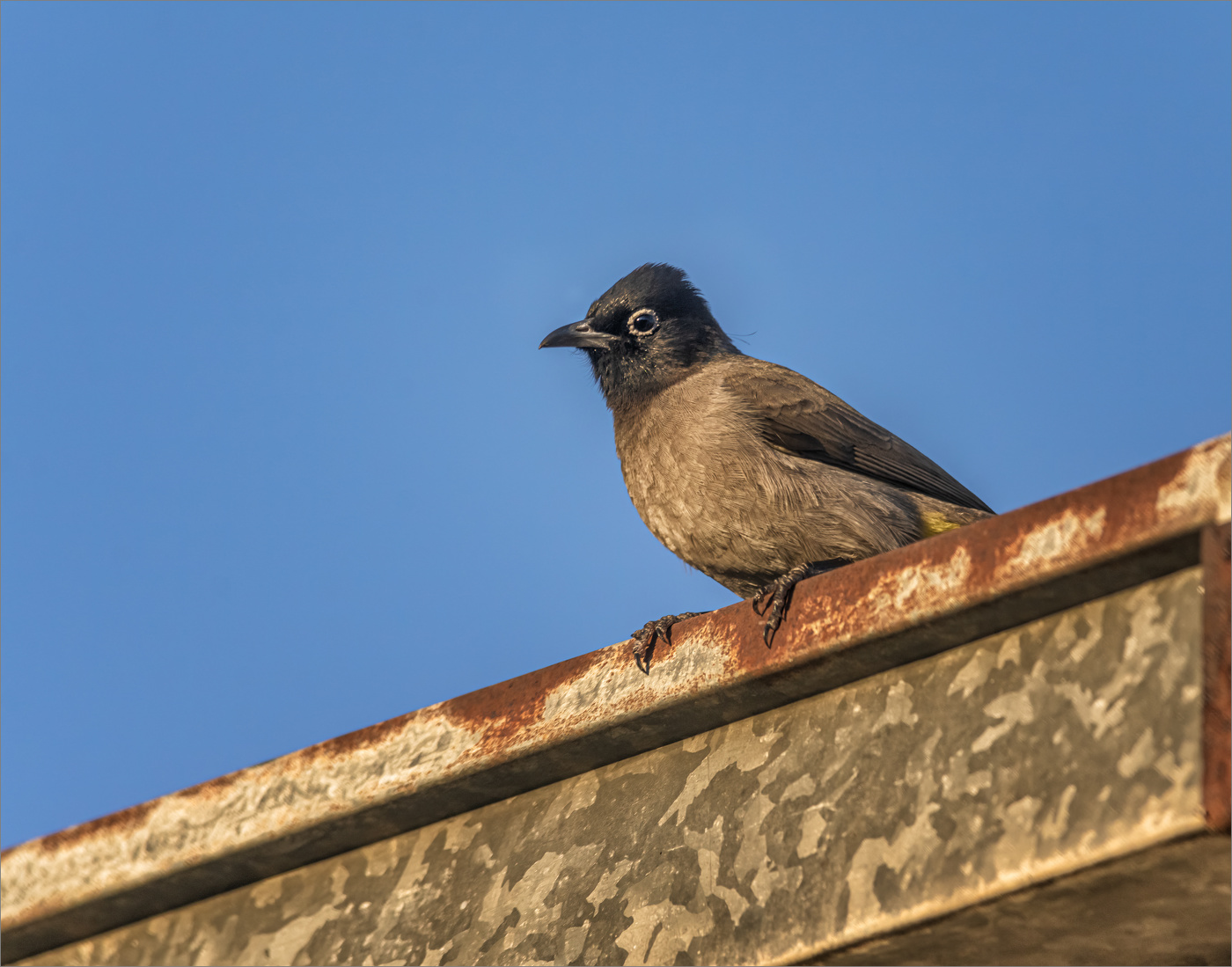 Желтогузый бюль-бюль