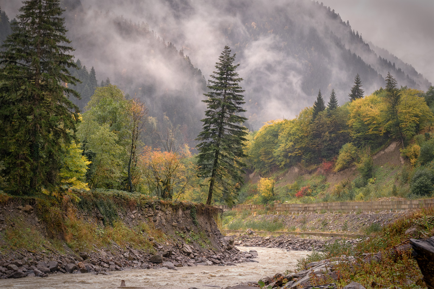 The Pine Tree Does Not Give Up