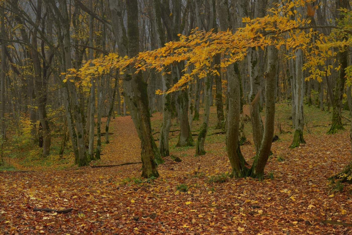 Утро в лесу