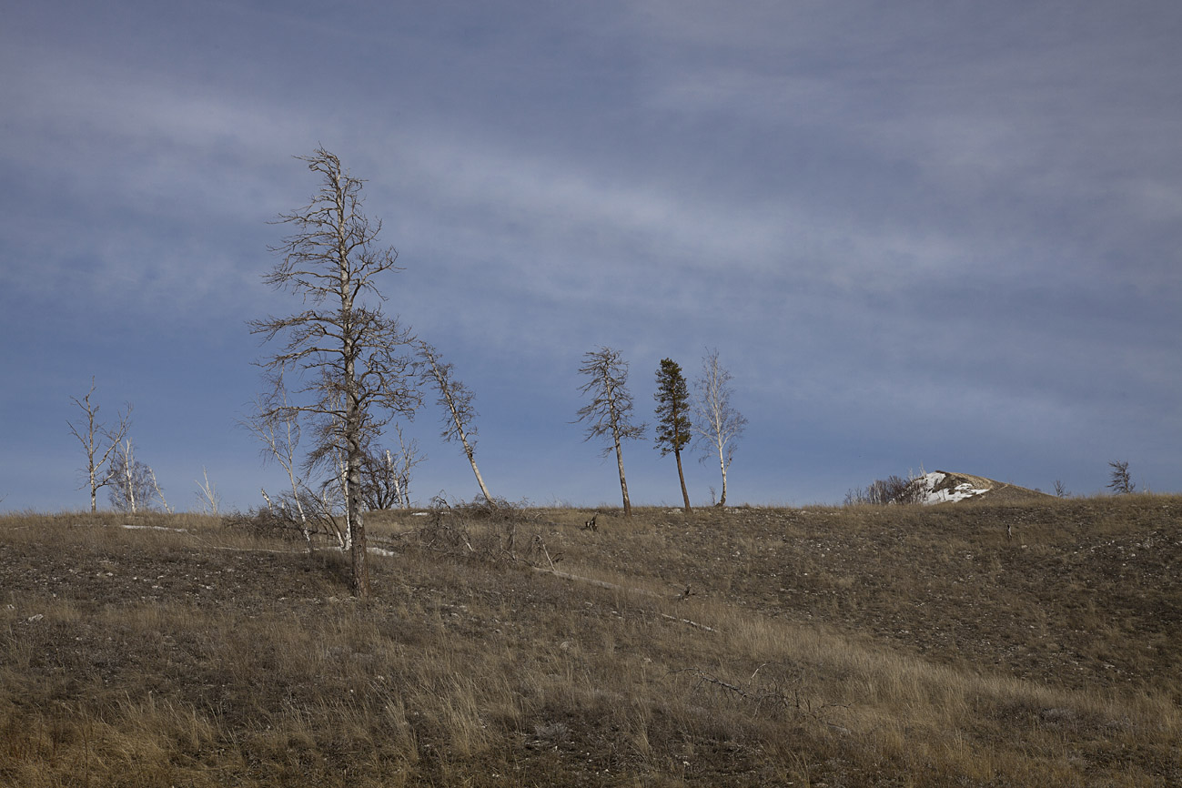 Русский лес