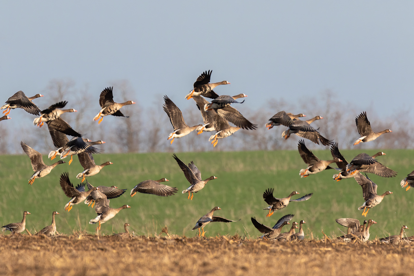 Стая уходит в небо