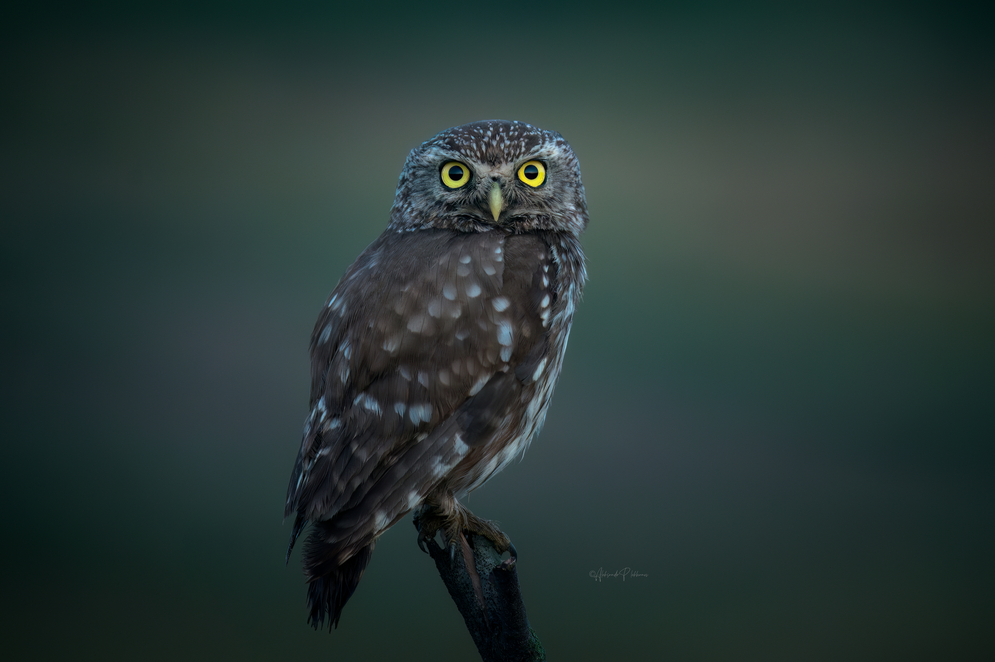 Ждём рассвет