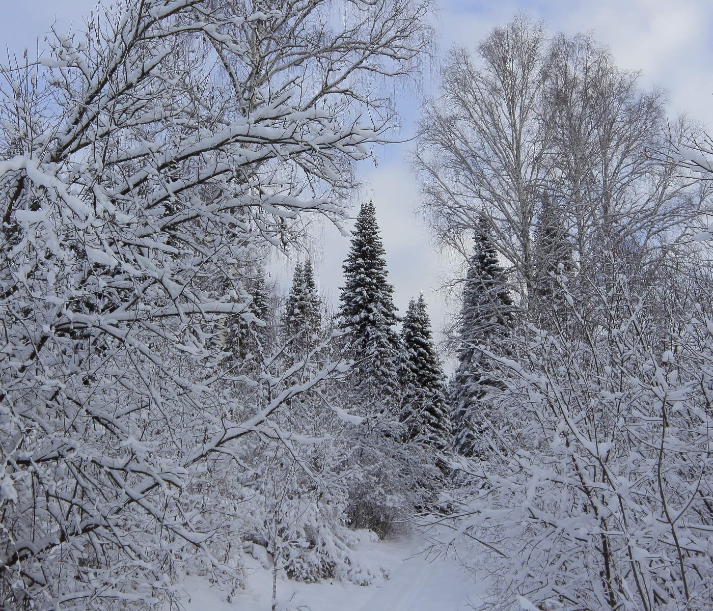 В объятии берез