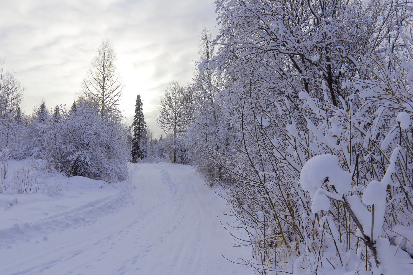Следы невиданных зверей