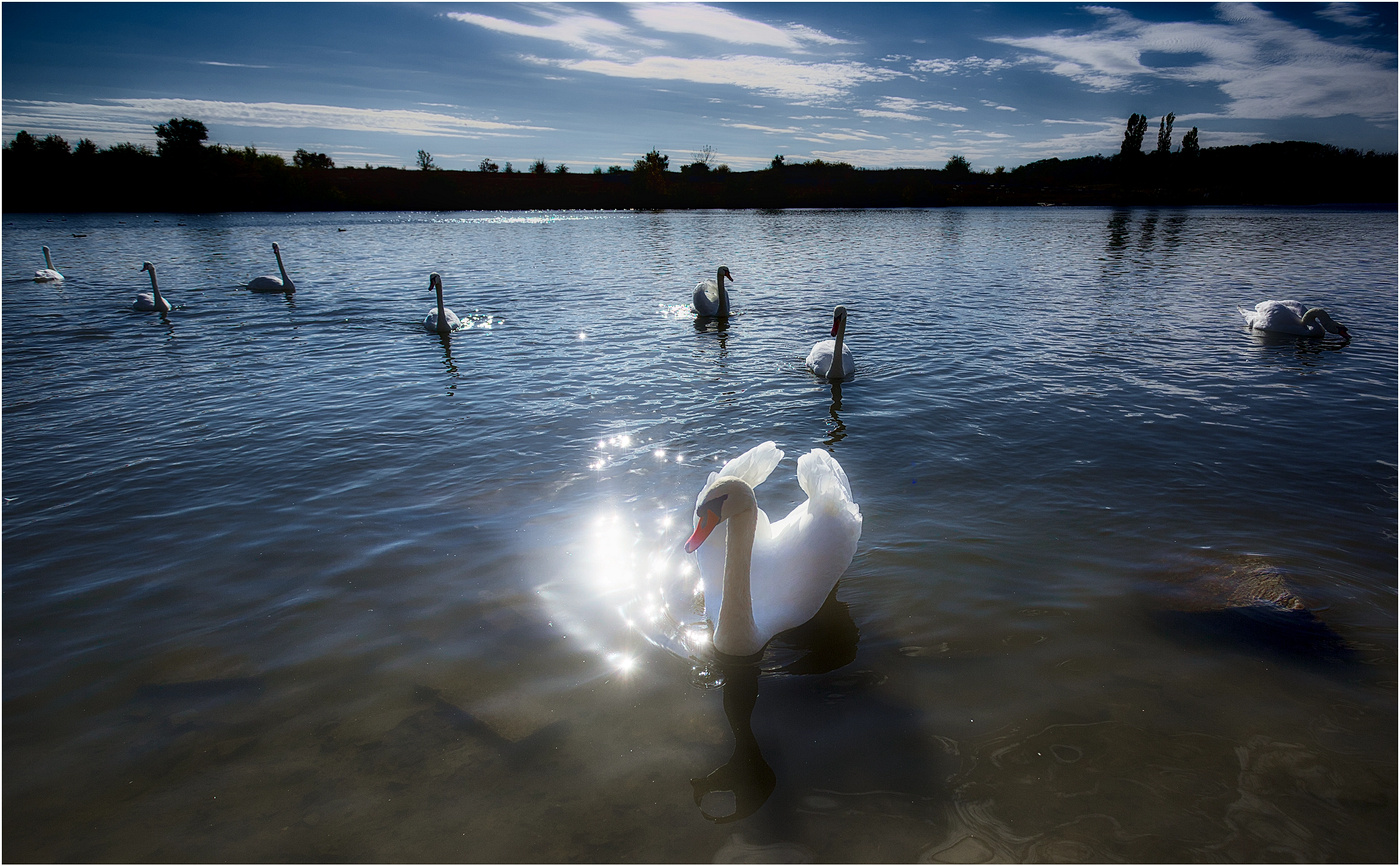Лебединое озеро
