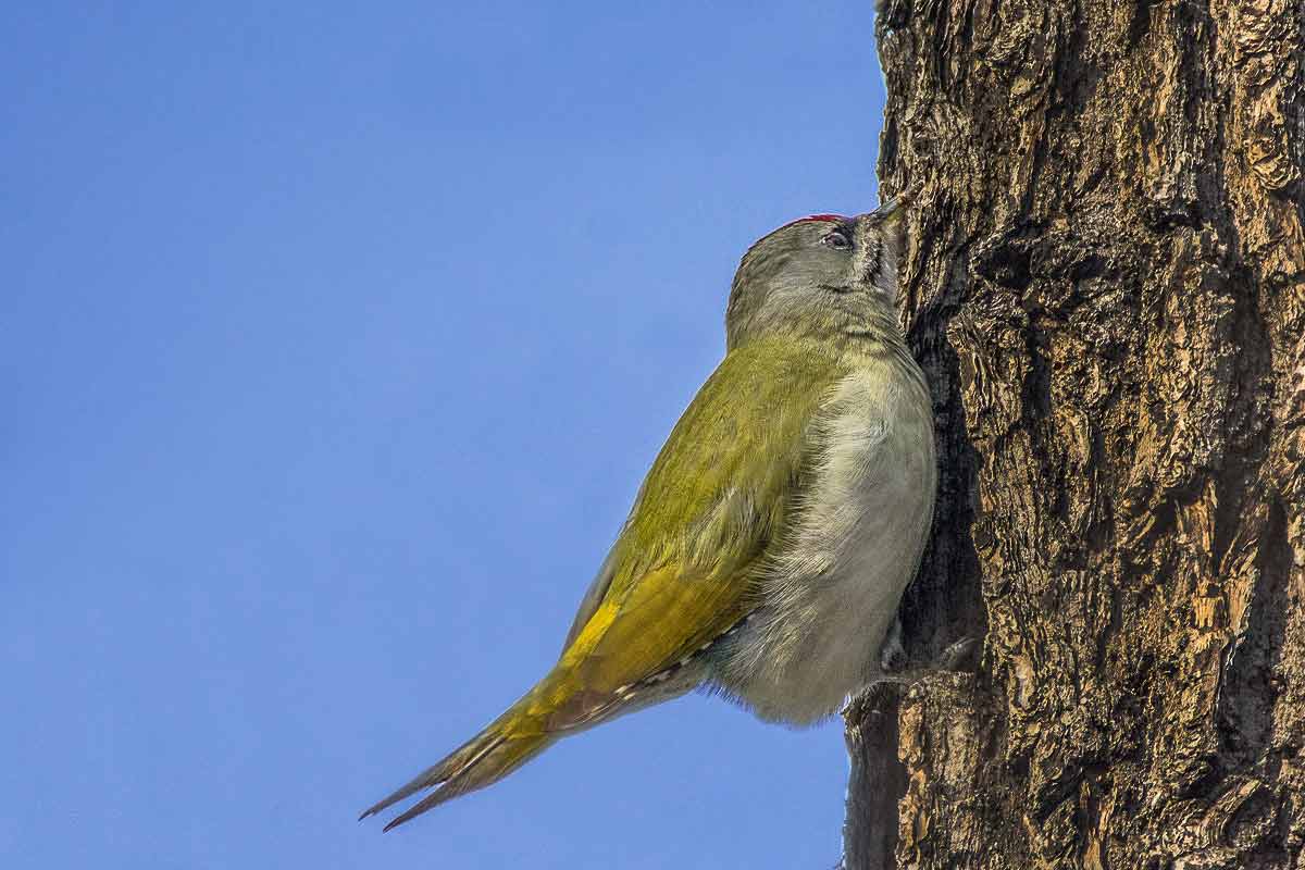 Дятел седой.