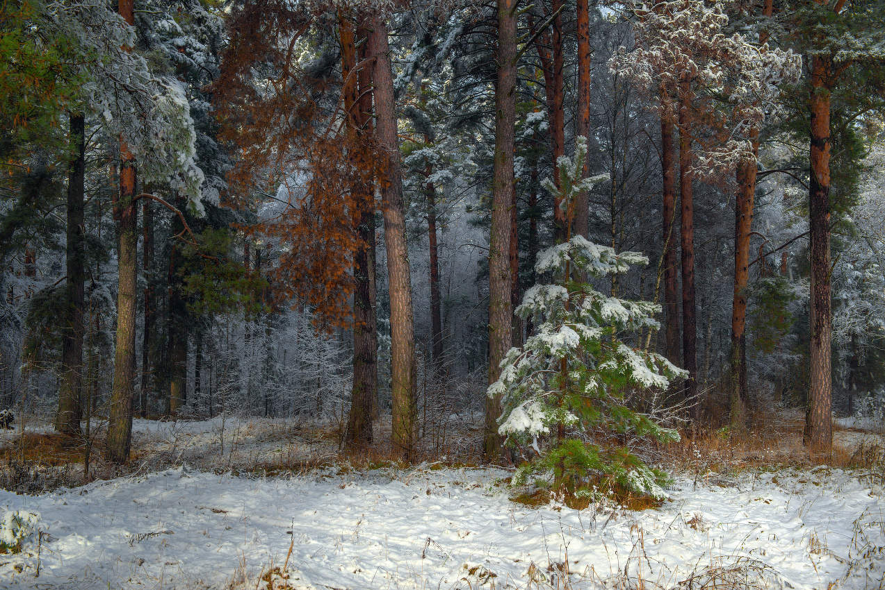 Лес встречает первый снег
