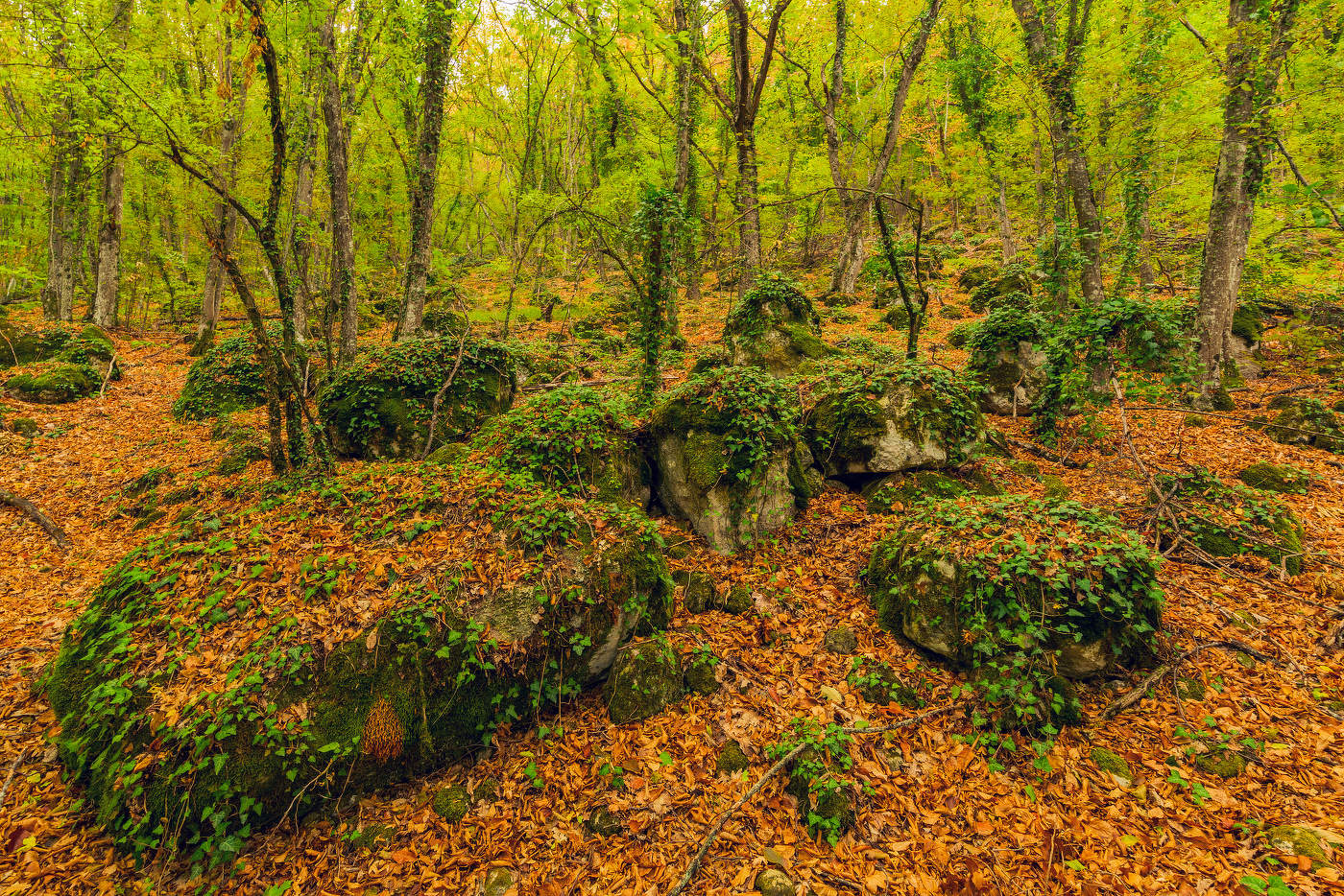 Мангупский лес