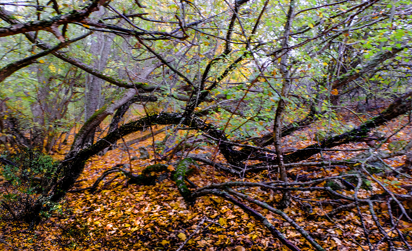 Жизнь искарёжила