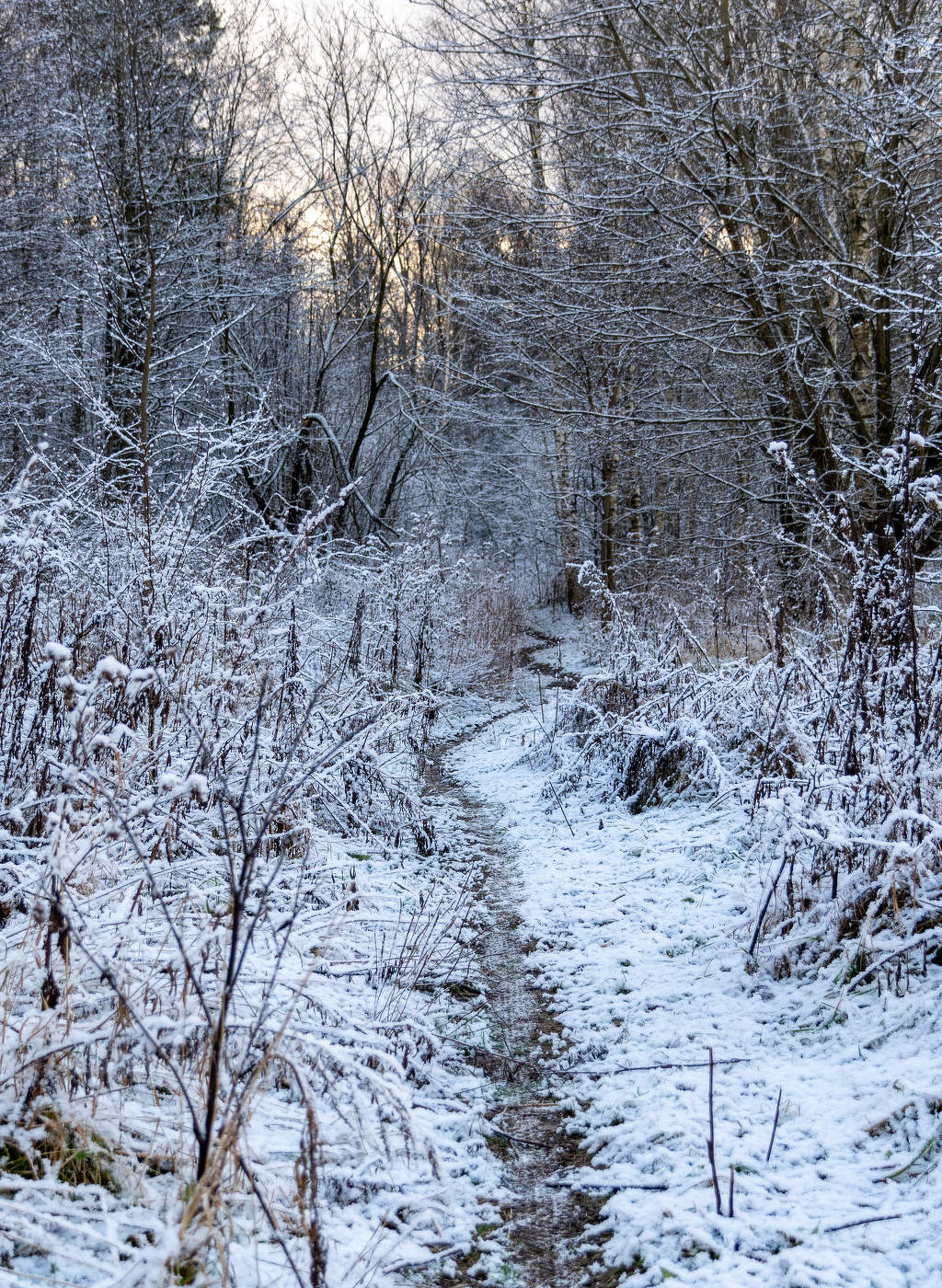 Первый снег
