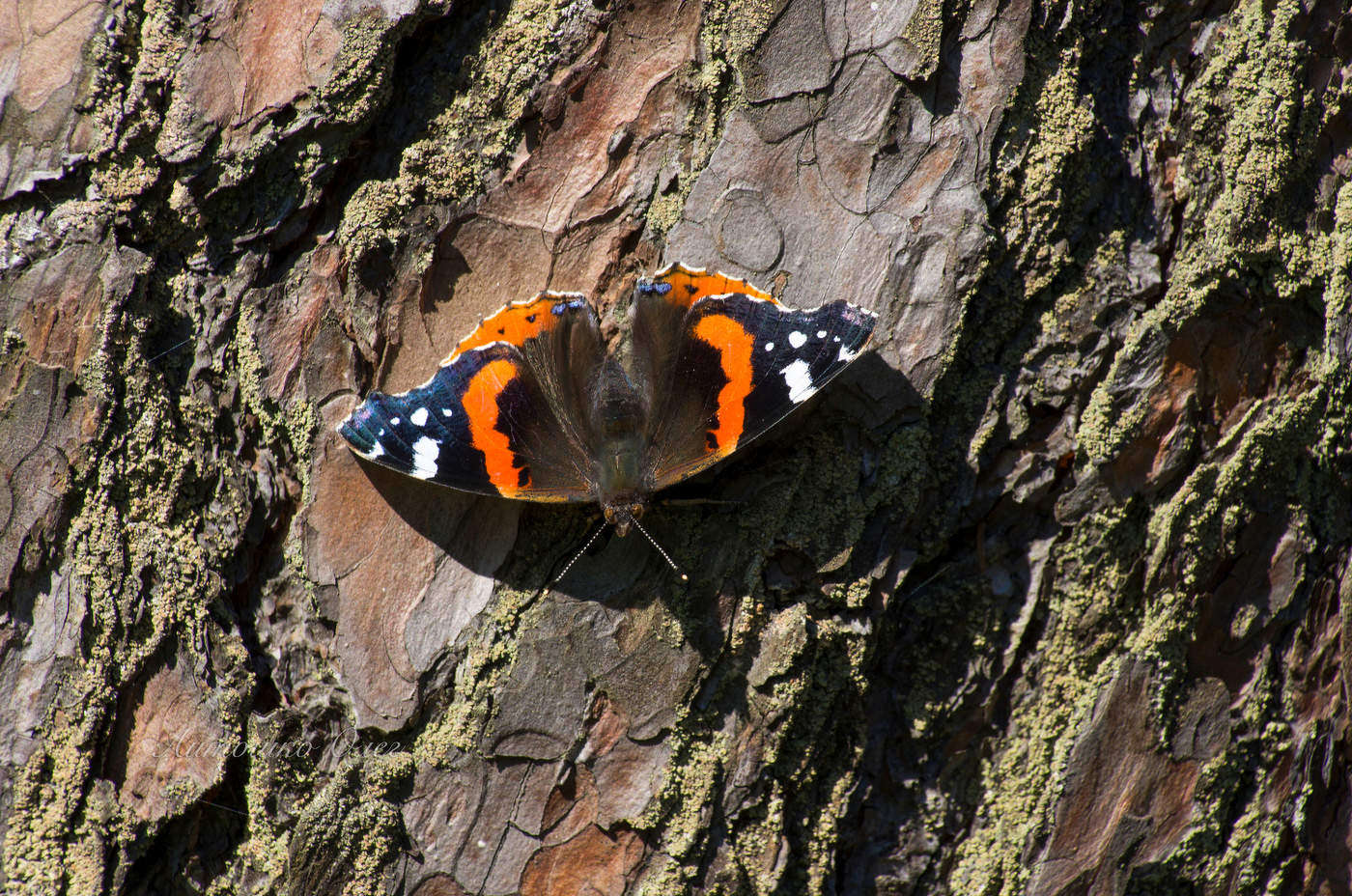 Бабочка адмирал.
