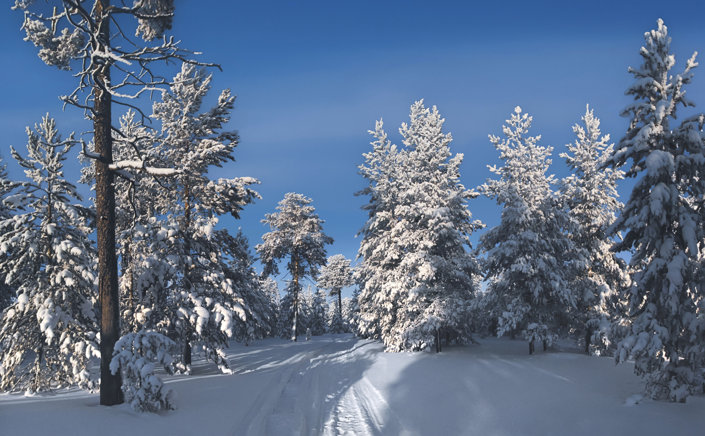 Здесь сосны в шалях снеговых...