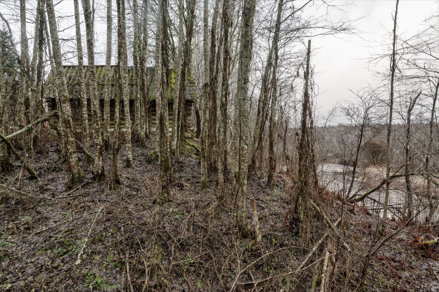 Жизнь вокруг