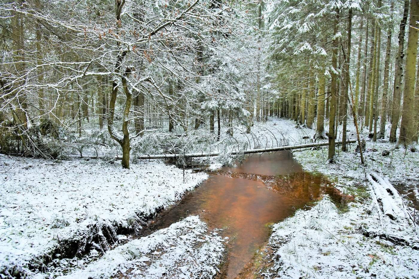 Наконец-то в декабре выпал первый снег ...