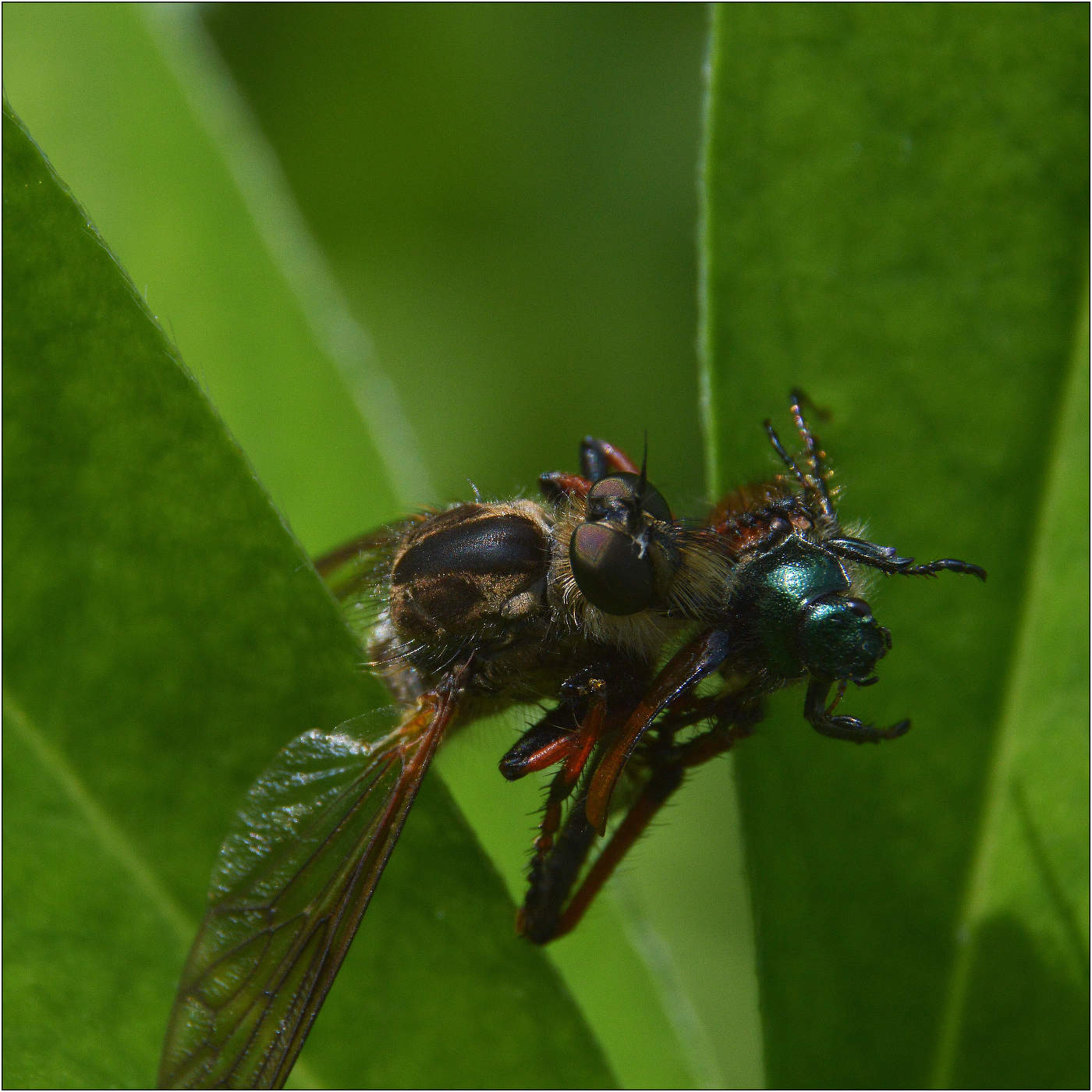 Обед. Вид сверху.