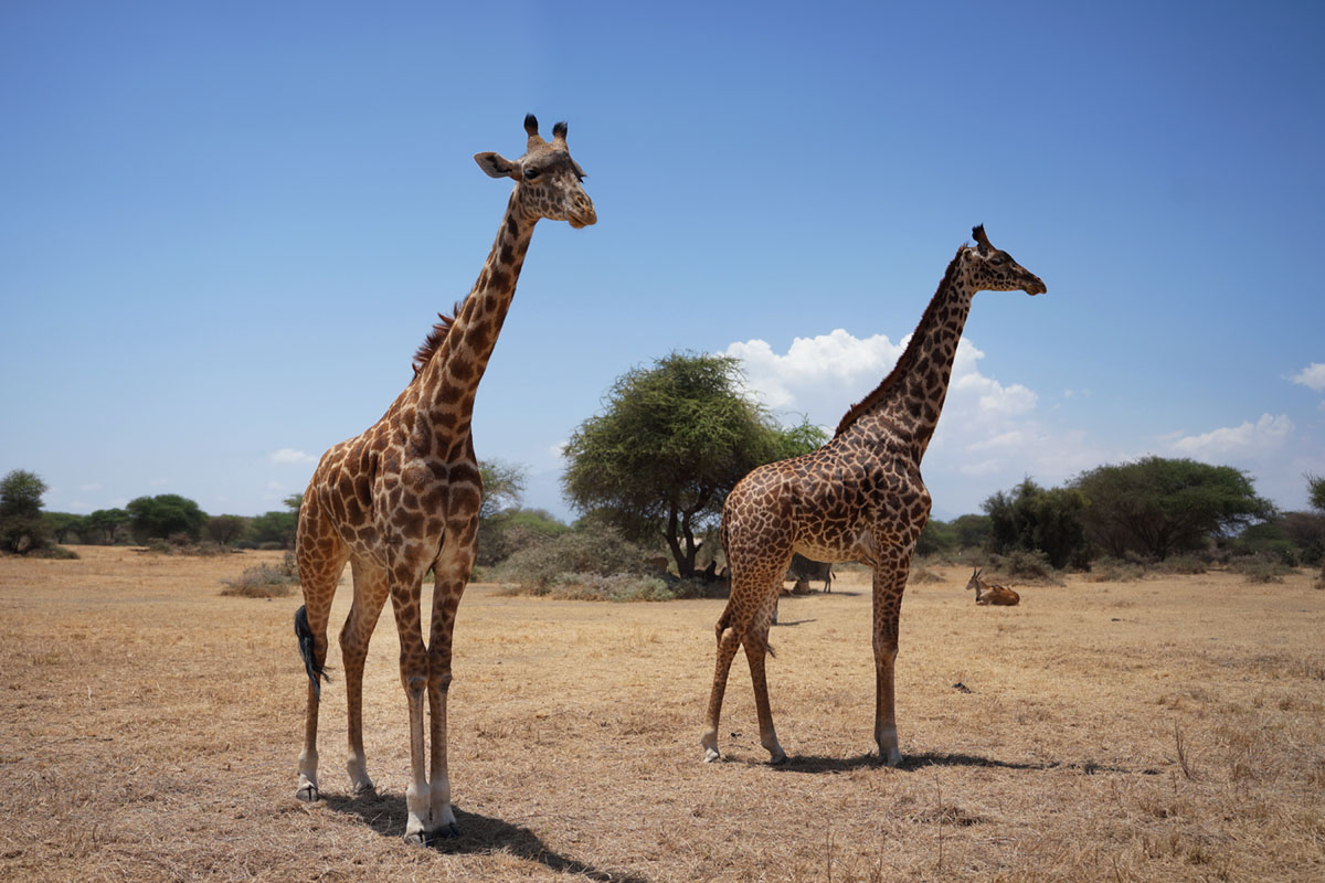 Мы с Тамарой ходим парой.