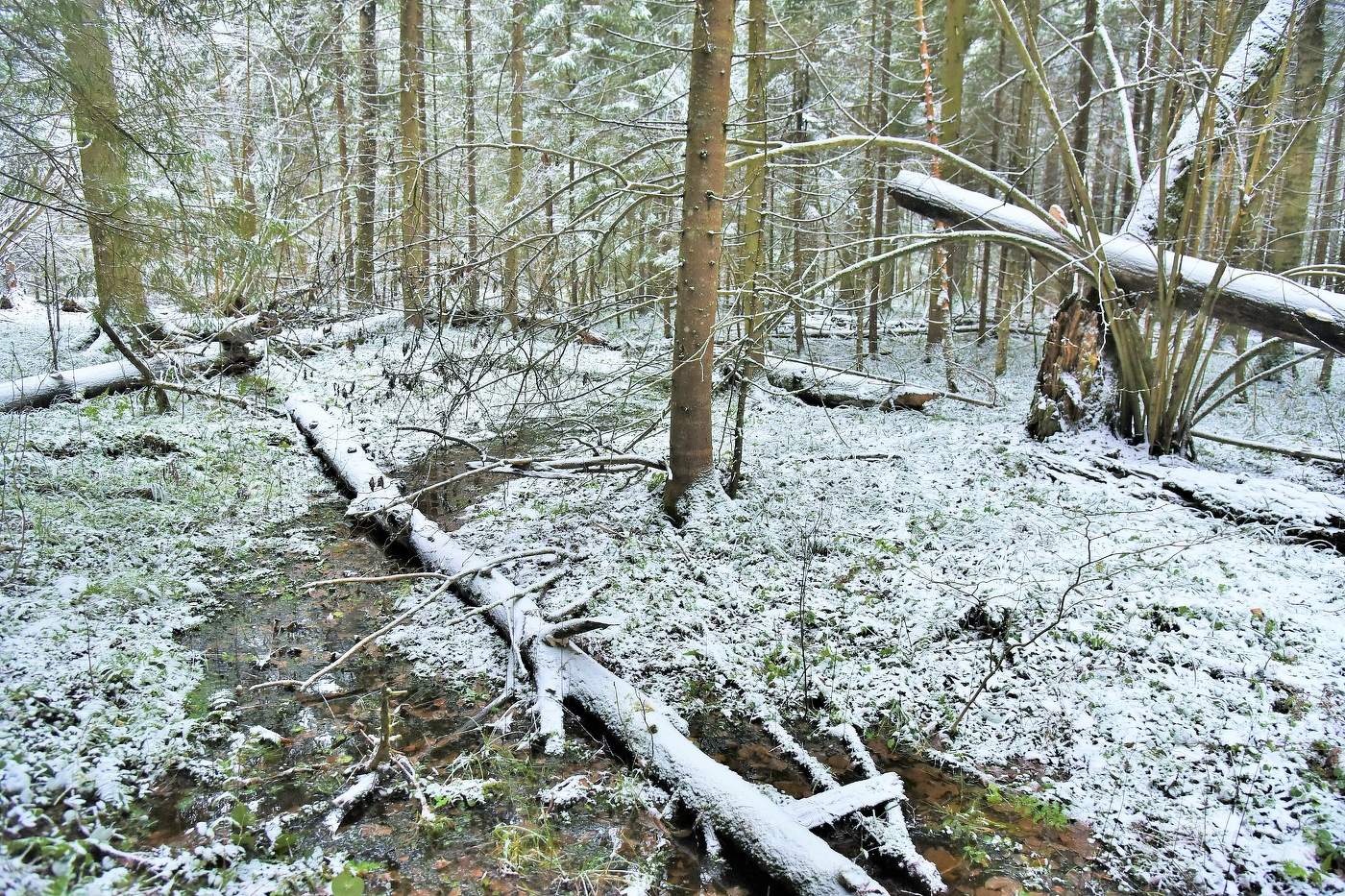 "Среди снегов бежит ручей, дорожкой темной и блестящей..."