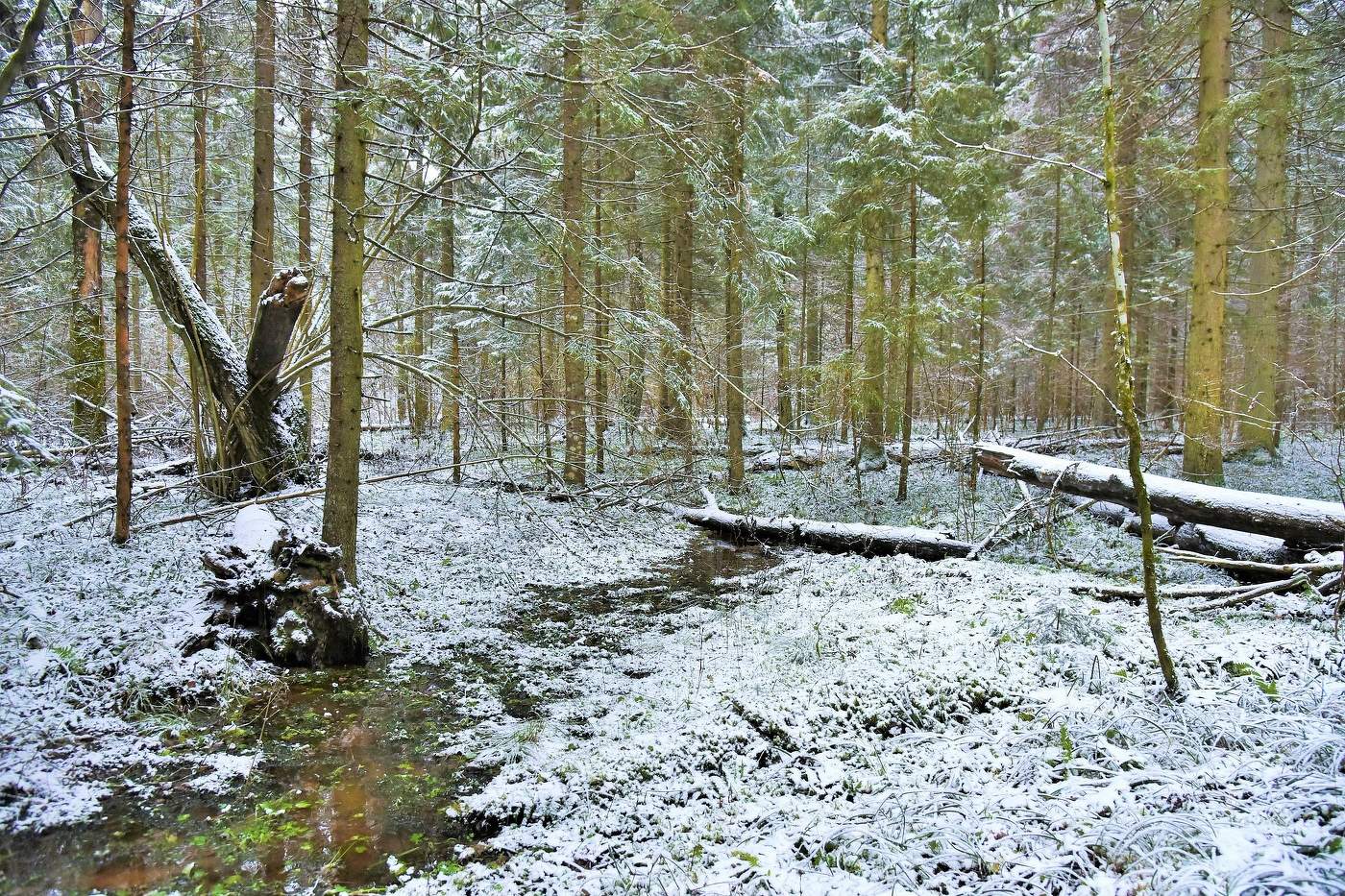 Не скованный стужей ...