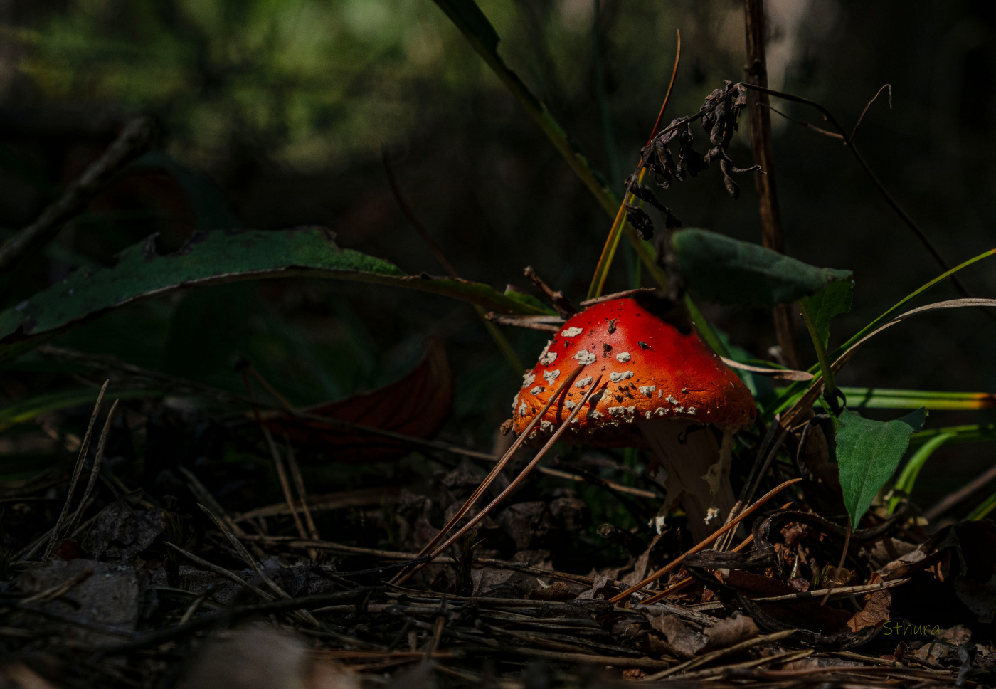 Совсем засох