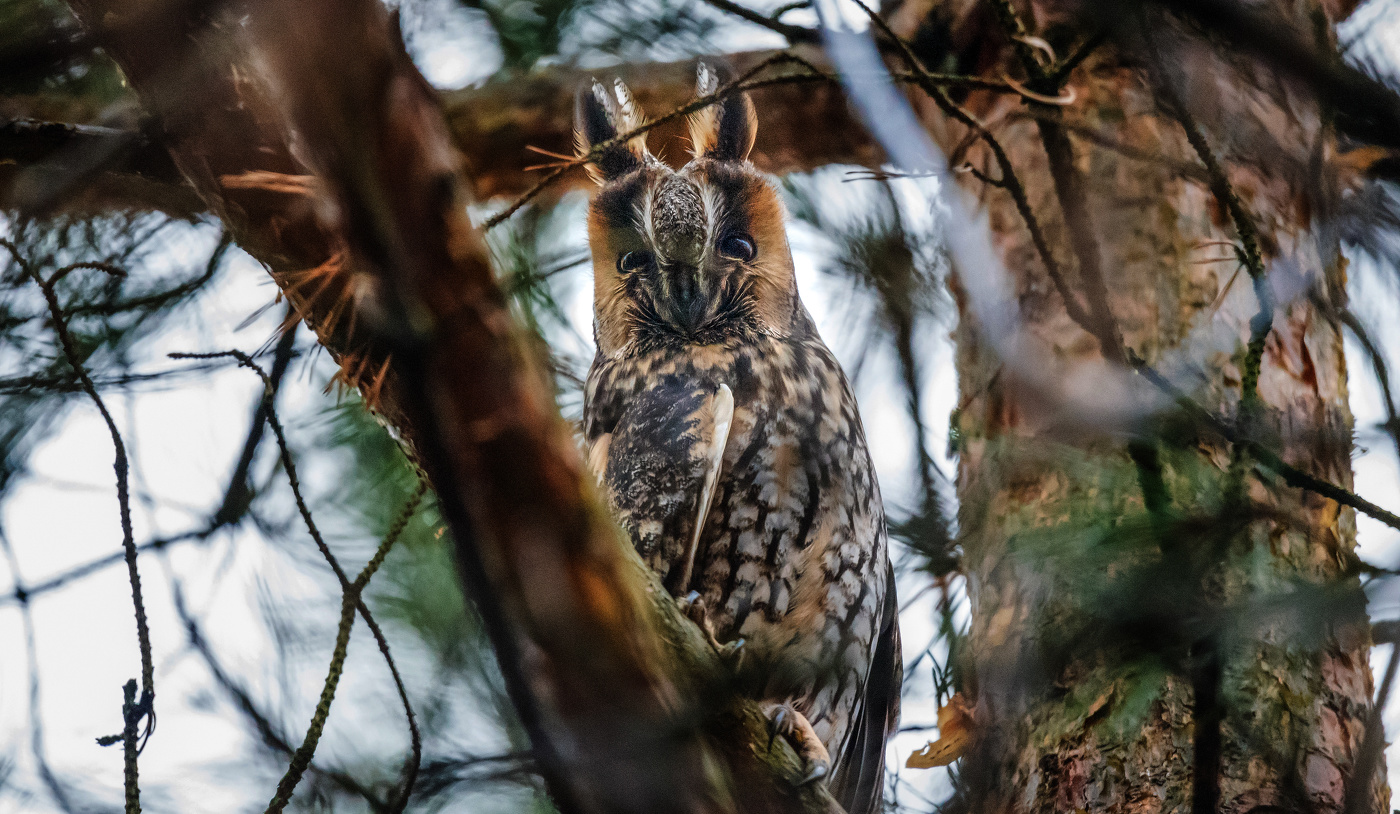 Увидеть сову...
