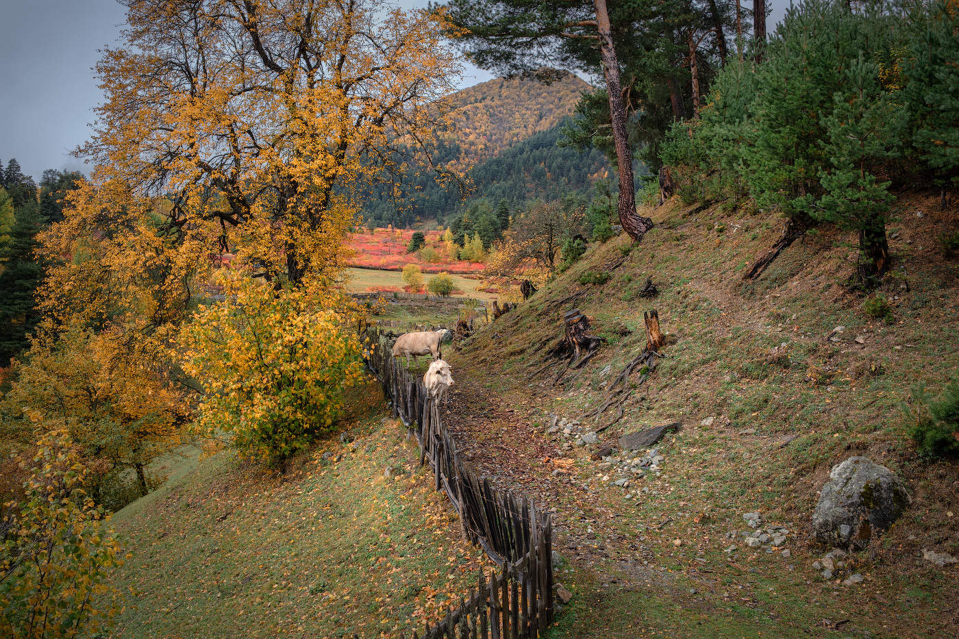 Tsvirmi Autumn With White Cows