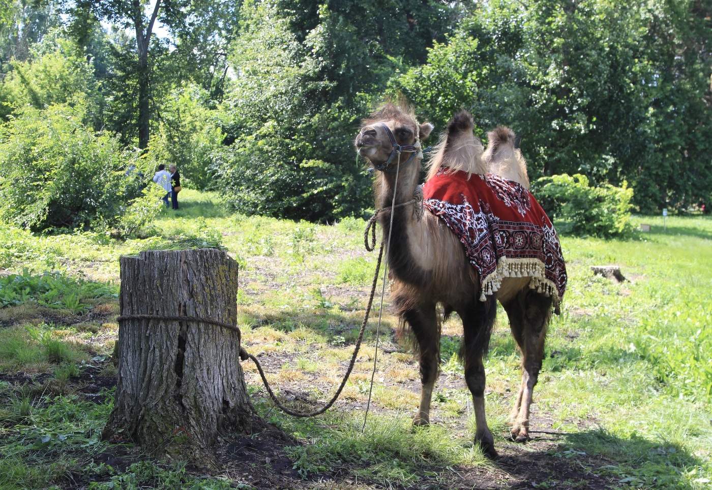 Заблудился…