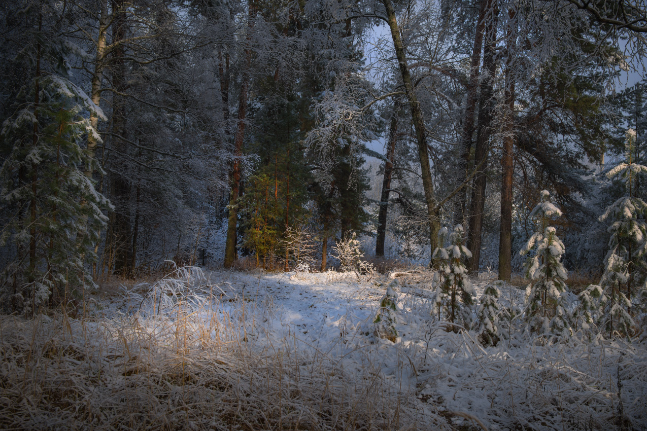 Зимний этюд с первым снегом