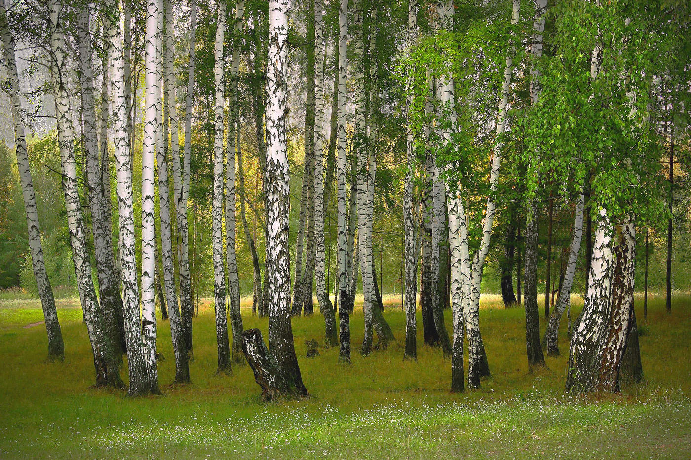 Берёзы из "Лесной сказки"