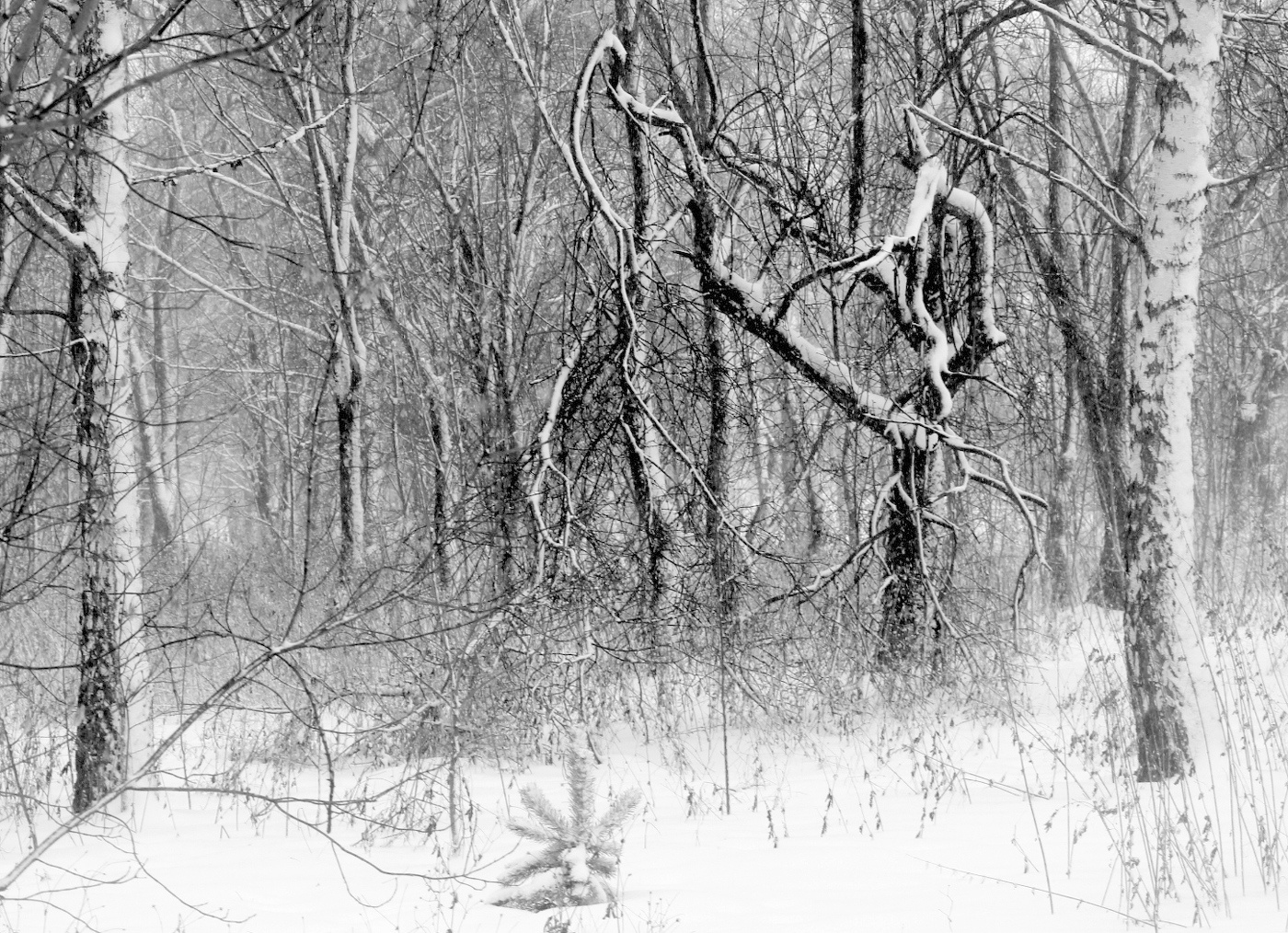 Графика зимы