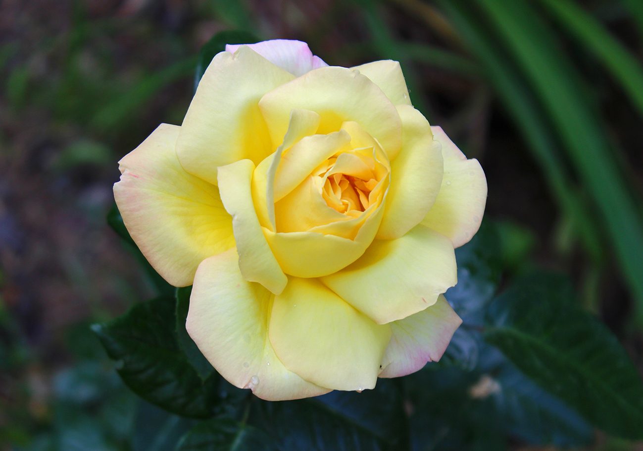 Солнечная красота