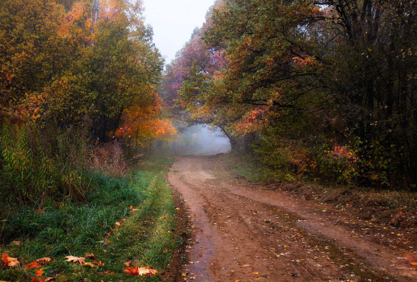 Дорога в туман