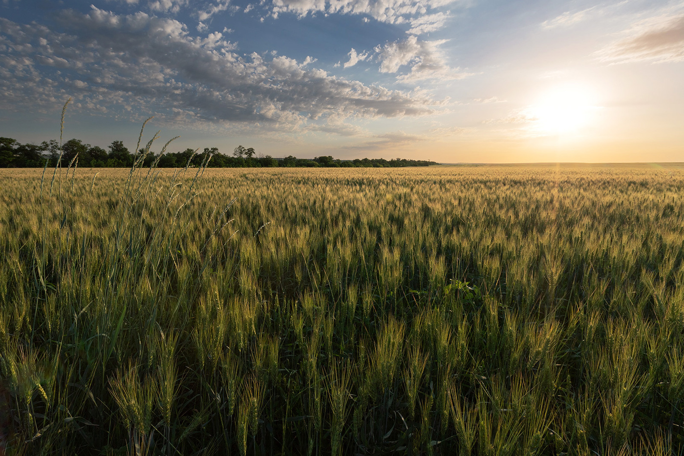 Вечер в полях